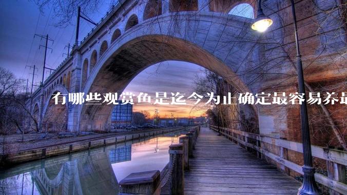 有哪些观赏鱼是迄今为止确定最容易养最不容易死的？